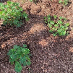 Strulch Mineralised Straw Garden Mulch 9 Strulch Mineralised Straw Garden Mulch -You Garden 100086 2