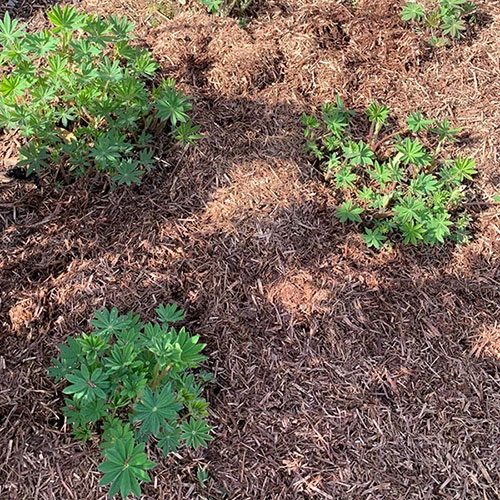 Strulch Mineralised Straw Garden Mulch 3 Strulch Mineralised Straw Garden Mulch - Image 3