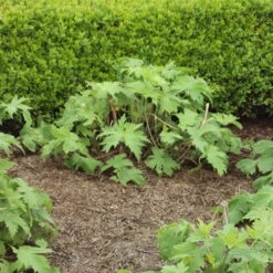 Strulch Mineralised Straw Garden Mulch 10 Strulch Mineralised Straw Garden Mulch -You Garden 100086 3