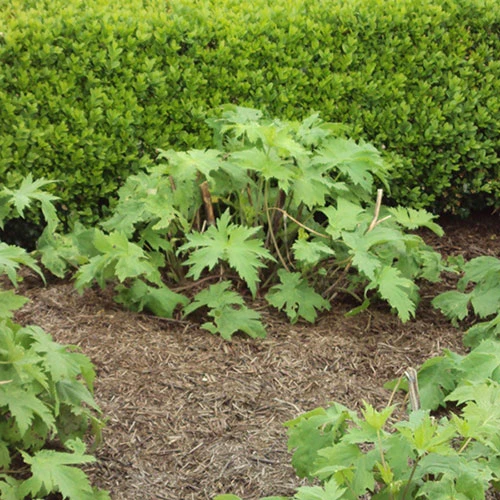 Strulch Mineralised Straw Garden Mulch 4 Strulch Mineralised Straw Garden Mulch - Image 4