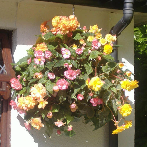 Pair Of 12" Easy Fill Hanging Baskets 2 Pair Of 12" Easy Fill Hanging Baskets - Image 2