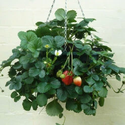 Pair Of 12" Easy Fill Hanging Baskets 7 Pair Of 12" Easy Fill Hanging Baskets -You Garden 130260 3