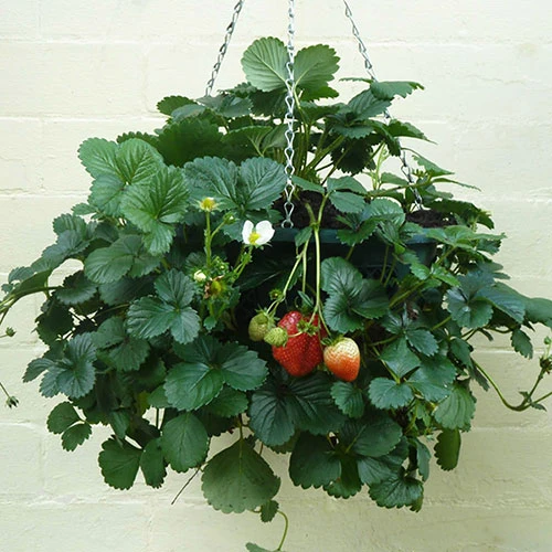 Pair Of 12" Easy Fill Hanging Baskets 4 Pair Of 12" Easy Fill Hanging Baskets - Image 4