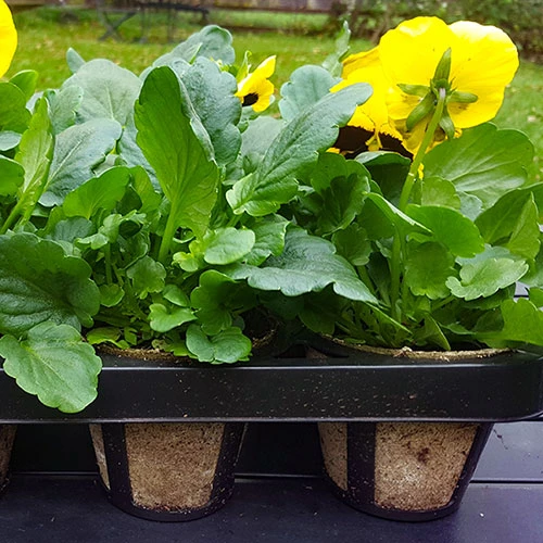 Skelly Tray X 3 And 36 Jiffy Bio Pots 2 Skelly Tray X 3 And 36 Jiffy Bio Pots - Image 2