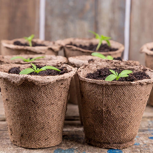 Skelly Tray X 3 And 36 Jiffy Bio Pots 4 Skelly Tray X 3 And 36 Jiffy Bio Pots - Image 4