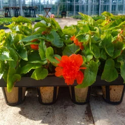 Skelly Tray X 3 And 36 Jiffy Bio Pots 11 Skelly Tray X 3 And 36 Jiffy Bio Pots -You Garden 130325 4