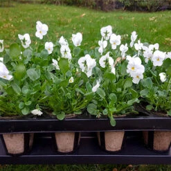 Skelly Tray X 3 And 36 Jiffy Bio Pots 12 Skelly Tray X 3 And 36 Jiffy Bio Pots -You Garden 130325 5