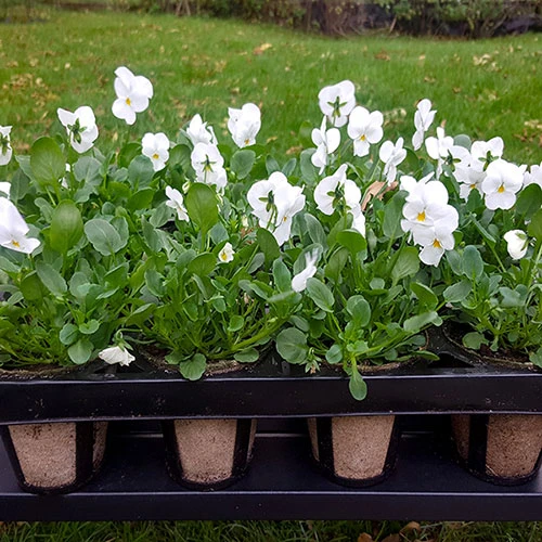 Skelly Tray X 3 And 36 Jiffy Bio Pots 6 Skelly Tray X 3 And 36 Jiffy Bio Pots - Image 6