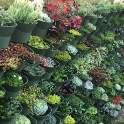 WonderWall - Single Section 12 WonderWall - Single Section -You Garden 130427 3