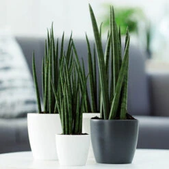 Houseplant Pot Cover 25cm-Anthracite -You Garden 130475 2