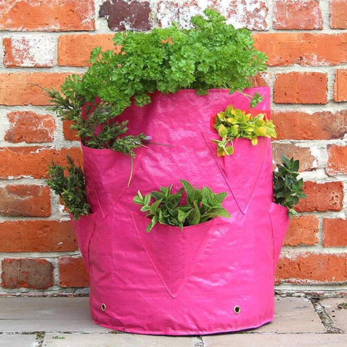 Strawberry And Herb Patio Planter Twin Pack 3 Strawberry And Herb Patio Planter Twin Pack - Image 3