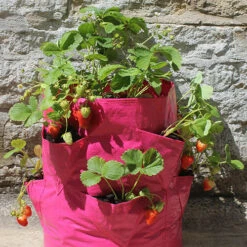 Strawberry And Herb Patio Planter Twin Pack 8 Strawberry And Herb Patio Planter Twin Pack -You Garden 130497 3