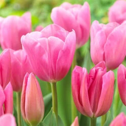 Outdoor Narcissi And Tulip Bucket Planter 6 Outdoor Narcissi And Tulip Bucket Planter -You Garden 161135 2