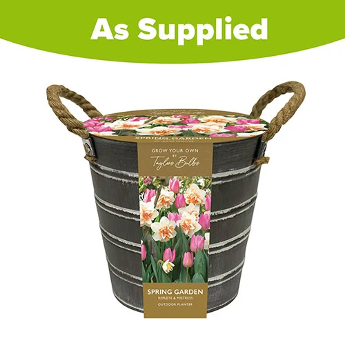 Outdoor Narcissi And Tulip Bucket Planter 4 Outdoor Narcissi And Tulip Bucket Planter - Image 4