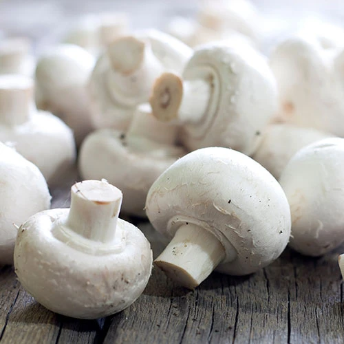 Grow Your Own White Mushroom Kit 1 Grow Your Own White Mushroom Kit