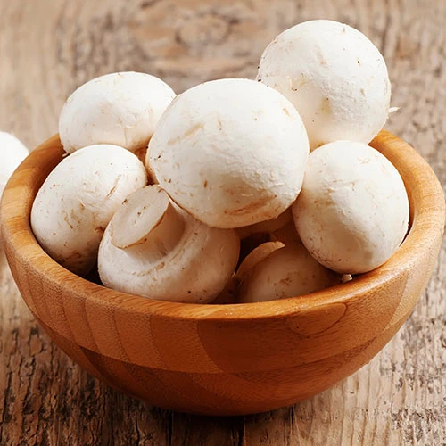 Grow Your Own White Mushroom Kit 2 Grow Your Own White Mushroom Kit - Image 2