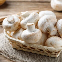 Grow Your Own White Mushroom Kit 5 Grow Your Own White Mushroom Kit -You Garden 161139 2