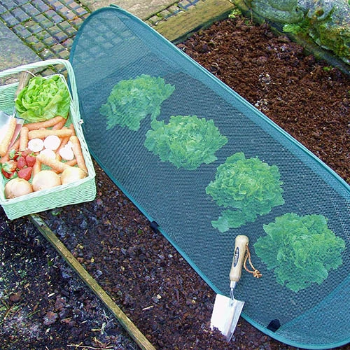 Pop Up Mini Grow Tunnel Cloche 1 Pop Up Mini Grow Tunnel Cloche