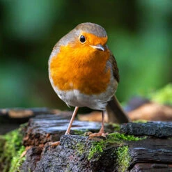 All Year Round DeLuxe 14 Ingredient Wild Bird Food -You Garden 190005 5