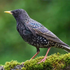 All Year Round DeLuxe 14 Ingredient Wild Bird Food -You Garden 190005 6