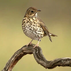 All Year Round DeLuxe 14 Ingredient Wild Bird Food -You Garden 190005 7