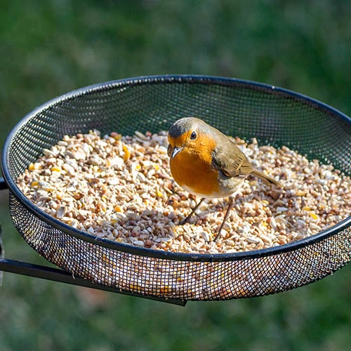 Bird Feeder Dining Station 2 Bird Feeder Dining Station - Image 2