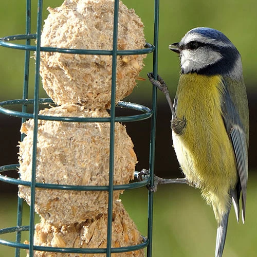 Energy Balls For Wild Birds-50 Box 2 Energy Balls For Wild Birds-50 Box - Image 2