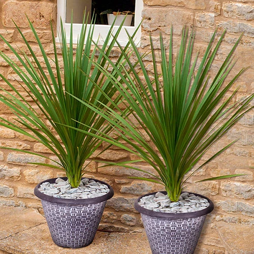 Pair Of Cordyline And Decorative Planters 1 Pair Of Cordyline And Decorative Planters