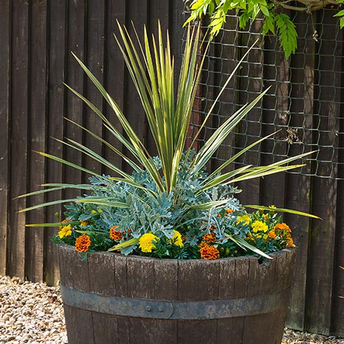Pair Of Cordyline And Decorative Planters 2 Pair Of Cordyline And Decorative Planters - Image 2