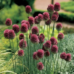 Spring Flowering 150 Bulb Collection -You Garden 200549 2