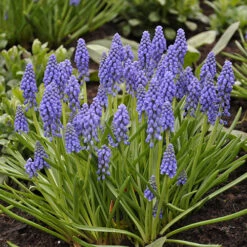 Spring Flowering 150 Bulb Collection -You Garden 200549 5