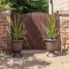 Pair Of Cordyline And Decorative Stripe Urns