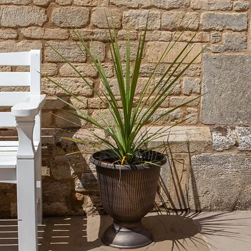 Pair Of Cordyline And Decorative Stripe Urns 2 Pair Of Cordyline And Decorative Stripe Urns - Image 2