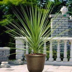 Pair Of Cordyline And Decorative Stripe Urns 7 Pair Of Cordyline And Decorative Stripe Urns -You Garden 200565 2