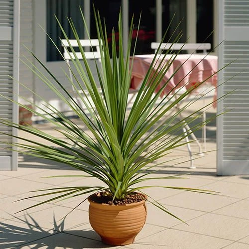 Pair Of Cordyline And Decorative Stripe Urns 4 Pair Of Cordyline And Decorative Stripe Urns - Image 4