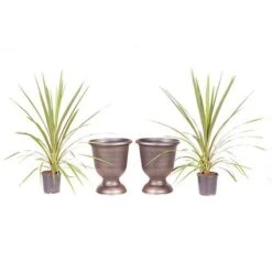 Pair Of Cordyline And Decorative Stripe Urns 9 Pair Of Cordyline And Decorative Stripe Urns -You Garden 200565 4
