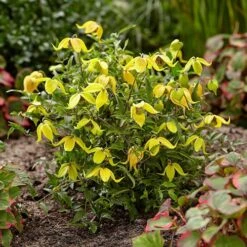 Basket Clematis Tangutica 'Little Lemons' 7cm X 2 -You Garden 200747 2