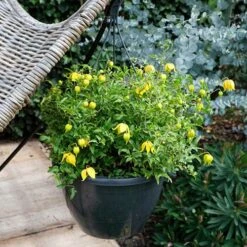 Basket Clematis Tangutica 'Little Lemons' 7cm X 2 -You Garden 200747 4