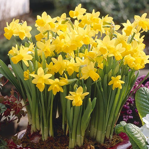 Narcissus 'T?te-?-T?te' Collection With Planters And Compost 2 Narcissus 'T?te-?-T?te' Collection With Planters And Compost - Image 2