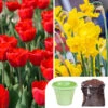 Tulip And Narcissus Collection With Compost And Planters