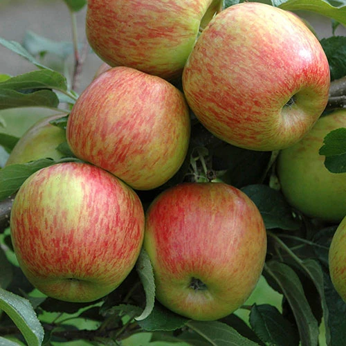 'Braeburn' Apple 1 'Braeburn' Apple