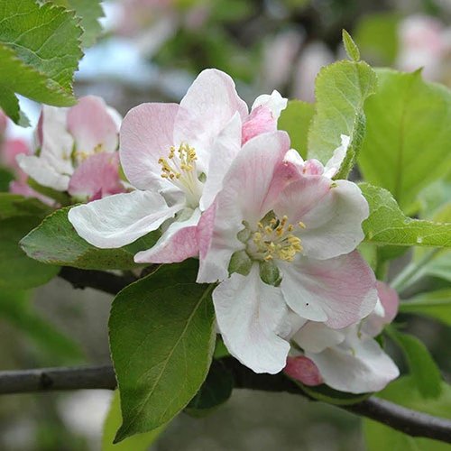 'Braeburn' Apple 2 'Braeburn' Apple - Image 2