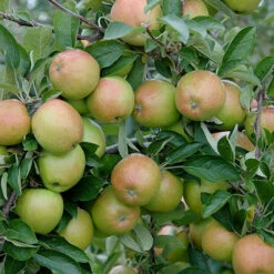 'Braeburn' Apple 9 'Braeburn' Apple -You Garden 300001 2