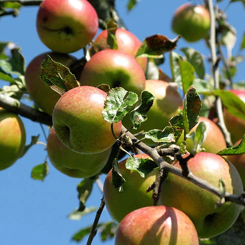 'Braeburn' Apple 4 'Braeburn' Apple - Image 4