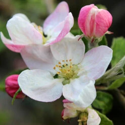 'Braeburn' Apple 13 'Braeburn' Apple -You Garden 300001 6