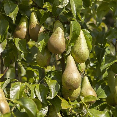 'Conference' Pear Tree 3 'Conference' Pear Tree - Image 3