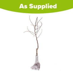 'Conference' Pear Tree 11 'Conference' Pear Tree -You Garden 300003 5