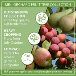 Mini Orchard Fruit Tree Collection 17 Mini Orchard Fruit Tree Collection -You Garden 300004 8