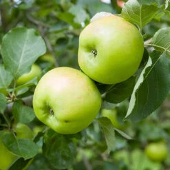 'Bramley' Apple Tree 10 'Bramley' Apple Tree -You Garden 300006 4