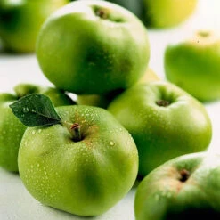 'Bramley' Apple Tree 11 'Bramley' Apple Tree -You Garden 300006 5